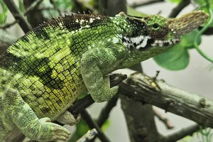 Vosseler's Blade-horned Chameleon