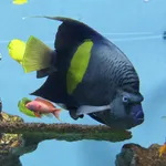 Arabian Angelfish