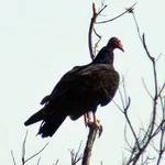 Eastern Turkey Vulture