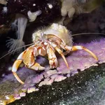 Hermit Crab
