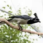 Black-throated Magpie-Jay