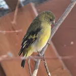 Hooded Siskin