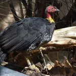 Australian Brushturkey