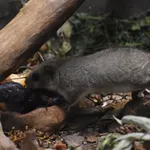 Edible Dormouse