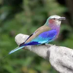 Lilac-breasted Roller (Lilac-breasted)
