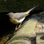 Grey Wagtail