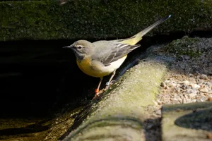 Grote gele kwikstaart