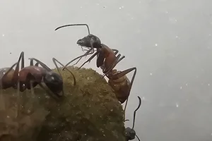 Camponotus obscuripes