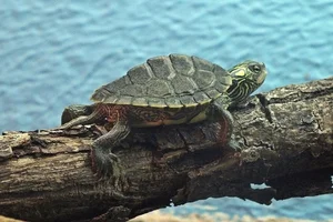 Landkaartschildpad
