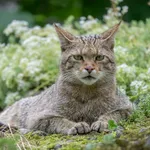 European Wildcat