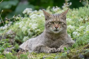 Europese Wilde Kat