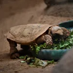 Pancake Tortoise