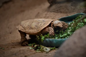 Spleetschildpad
