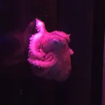 Amadako Octopus