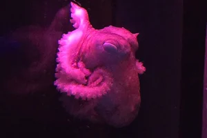 Amadako Octopus