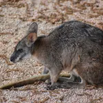Parma Wallaby