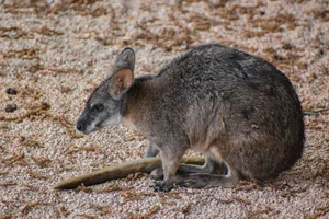 Parmawallaby