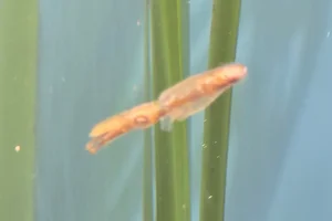 Northern Pygmy Squid