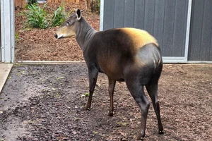 Geelrugduiker