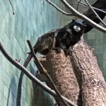 Graells's Tamarin