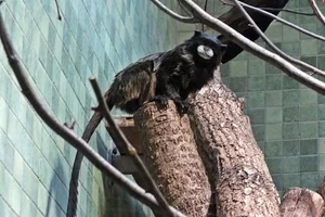 Graells's Tamarin