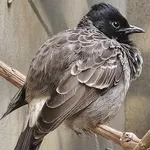 Red-vented Bulbul