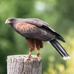 Harris's Hawk
