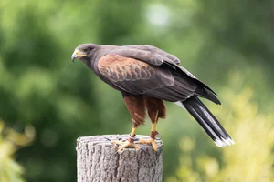 Woestijnbuizerd