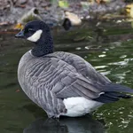 Small Cackling Goose