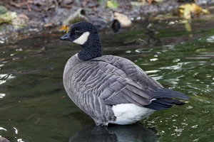 Kleinste Canadese gans
