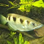 Banded Archerfish