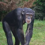 Chimpanzee