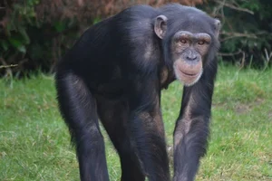 Chimpansee
