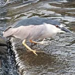 Black-crowned Night Heron