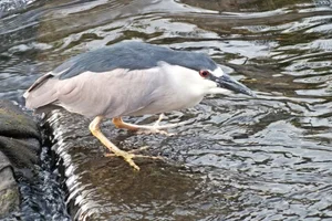 Kwak