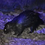 African Brush-tailed Porcupine