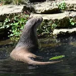 Eurasian Otter