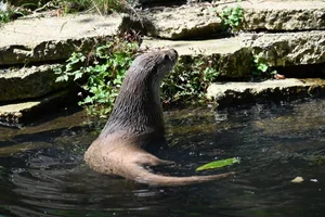 Europese otter