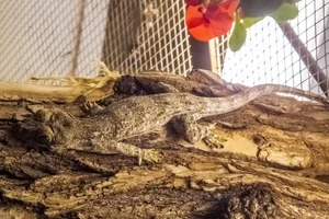 Madagascar Velvet Gecko