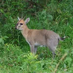 Common Duiker