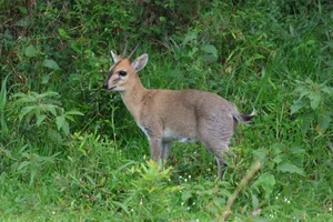 Duiker-bok