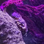 Small European Locust Lobster
