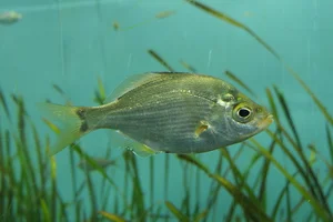 Ditrema temminckii pacificum