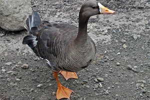 Groenlandse kolgans