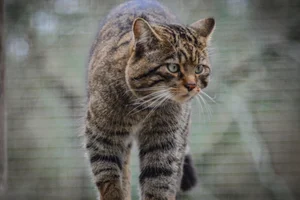 Wilde kat