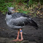 Southern Screamer