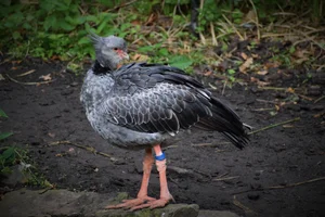 Gekuifde hoenderkoet