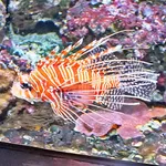 Broadbared Lionfish