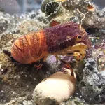 Mosaic Locust Lobster