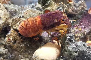 Mosaic Locust Lobster